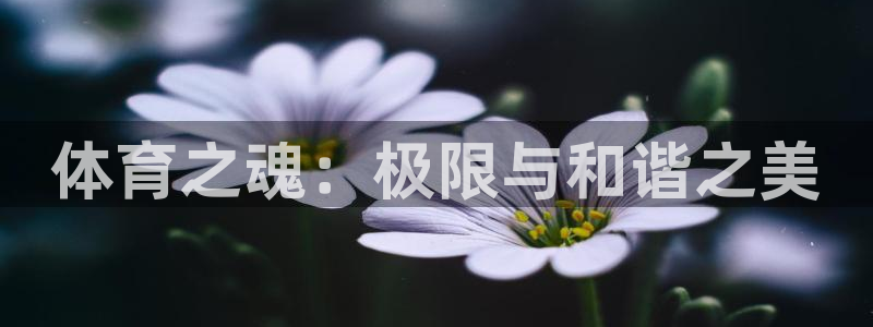 搜球体育官网首页：体育之魂：极限与和谐之美